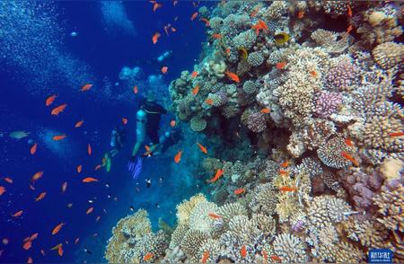 探索达哈布的神秘蓝洞：珊瑚世界的奇观