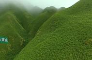 在抹茶山上品尝一杯抹茶，欣赏山峦美景，仿佛置身于浓厚的抹茶世界。
