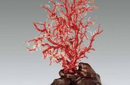珊瑚：自然的有机宝石，兼具药用与观赏价值