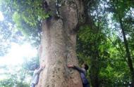 中国三大金丝楠巨树：惊人的价值，断枝就值四十万