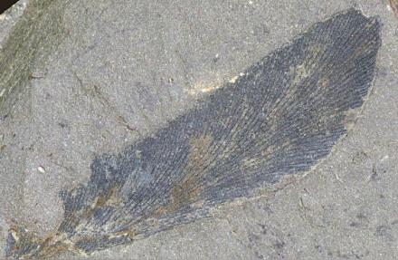湖北惊现3亿年前古生物化石群！