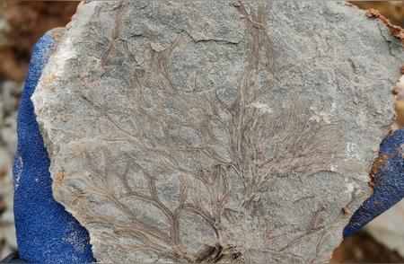 醴陵出土的3.6亿年化石，揭示史前秘密！