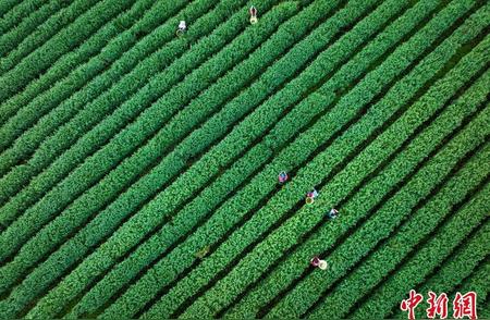 重庆巴南：春茶开采，万亩茶园抢“鲜”