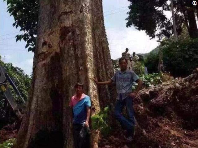 中国最大的三棵金丝楠树：价值惊人，被风吹断的树枝就卖了四十万