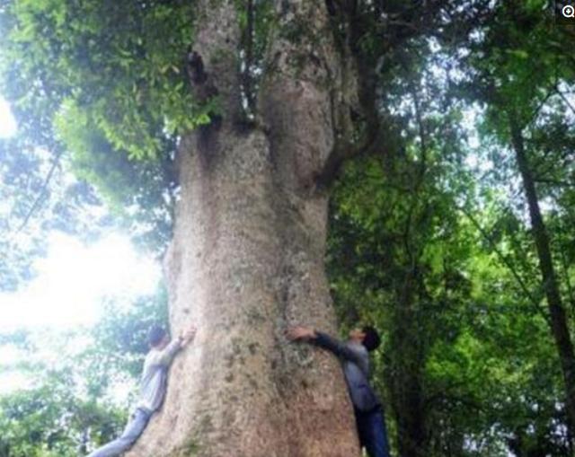 中国最大的三棵金丝楠树：价值惊人，被风吹断的树枝就卖了四十万